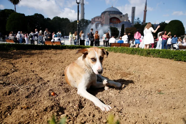 يتضمن القتل الرحيم .. برلمان تركيا يناقش مشروعا بشأن الكلاب الضالة
